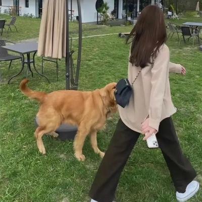 芒果和红色轮椅